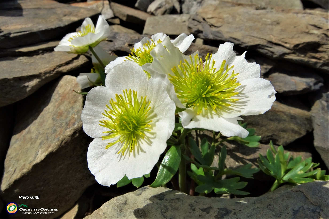 28 Erba dei camosci (Ranunculus glacialis).JPG